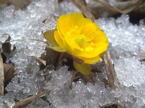 Qj 冰凌花学名 侧金盏花 Adonisamurensisregeletradde 毛莨科 Ranunculaceae 侧金盏花属 Adonis 别名金盏花 金盅花 冰了花 冰凌花 冰凉花 冰里花 冰溜花和福寿草 辽宁地区称之为雪莲花 T Co 7wtkc996hj