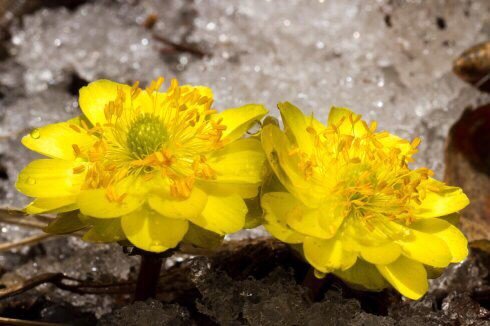 Qj 冰凌花学名 侧金盏花 Adonisamurensisregeletradde 毛莨科 Ranunculaceae 侧金盏花属 Adonis 别名金盏花 金盅花 冰了花 冰凌花 冰凉花 冰里花 冰溜花和福寿草 辽宁地区称之为雪莲花 T Co 7wtkc996hj