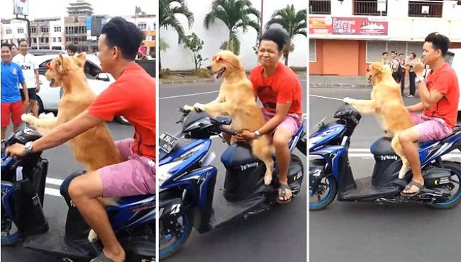 adorabos's tweet photo. Ever seen a dog wearing sunglasses while riding a scooter...driving a human? #dogRiding #lol
https://t.co/cDstJdBGev https://t.co/t2iYWc8W6I