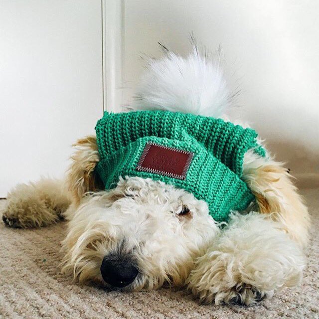 CaluCrew's tweet image. Thanks for all your shamrockn' support ☘