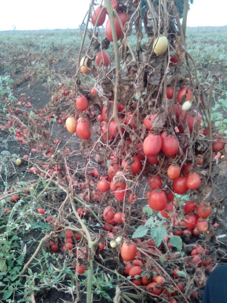 Devinder_Sharma's tweet photo. In Chhattisgarh, bumper production of tomatoes has led to a price crash. Tomatoes are left to rot in the fields. https://t.co/N9hCUnyjW6
