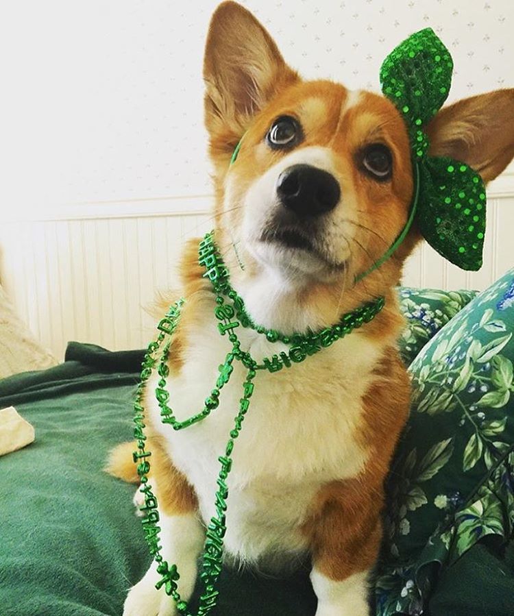 She’s adorbs <a href="/gwencorg/">T R Khouw</a> is celebrating St Patrick’s day!!! 🍀🍀🍀 she’s also a cutie ❤️❤️❤️ do you have your green on t…