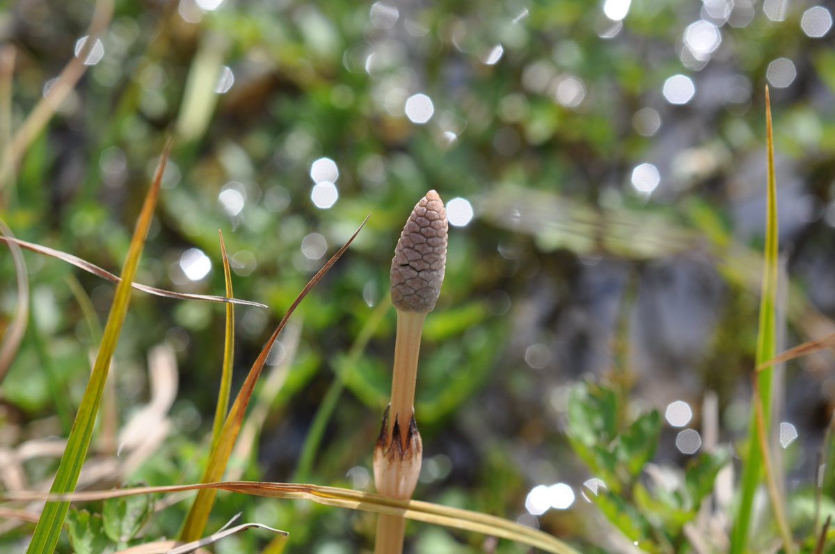 新潟市水族館マリンピア日本海 スギナ にいがたフィールド シダ植物門 トクサ綱 トクサ目 トクサ科 トクサ属 高さ15 40 の多年草 全国の畑 草地等 一般には緑色の栄養茎をスギナ 写真の胞子体をツクシと呼び区別する マリンピア日本海 新潟