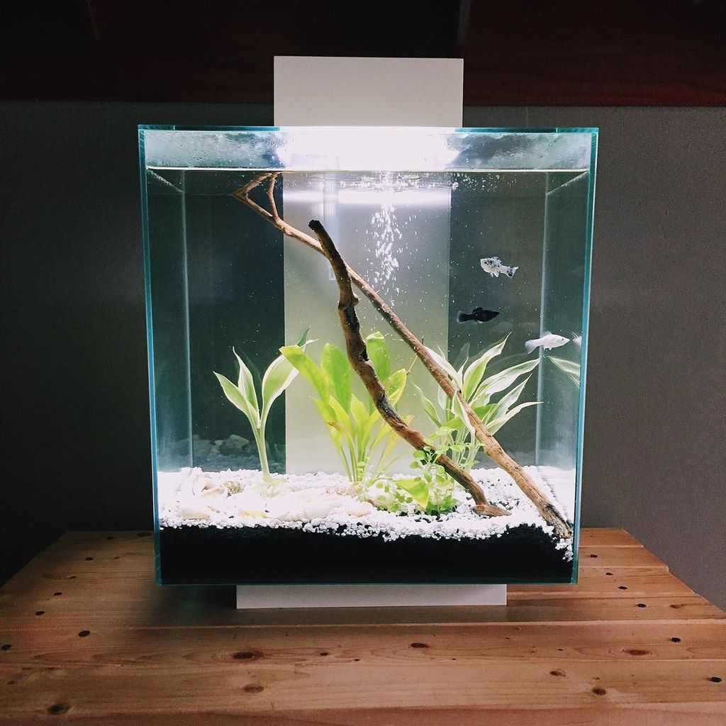 Akvaristan's tweet photo. #akvaristan #aquarium #akvaryum #aquarien I'm kind of obsessed with these little critters. 🐟🐟🐟 #fluvaledge  #plante… https://t.co/LwMtOyc9YF
