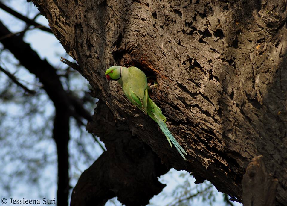 UCTbirdingclub's tweet photo. Today's urban #dailybird #BOU2016 - the Rose-ringed (or Ring-necked) Parakeet (Psittacula krameri) via @jessleena https://t.co/wZp40Wo8ZM