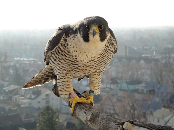 UCTbirdingclub's tweet photo. Today's urban #dailybird #BOU2016 - the Peregrine Falcon (Falco peregrinus) via https://t.co/VUzskihPtF https://t.co/FJ0VBg6AHB