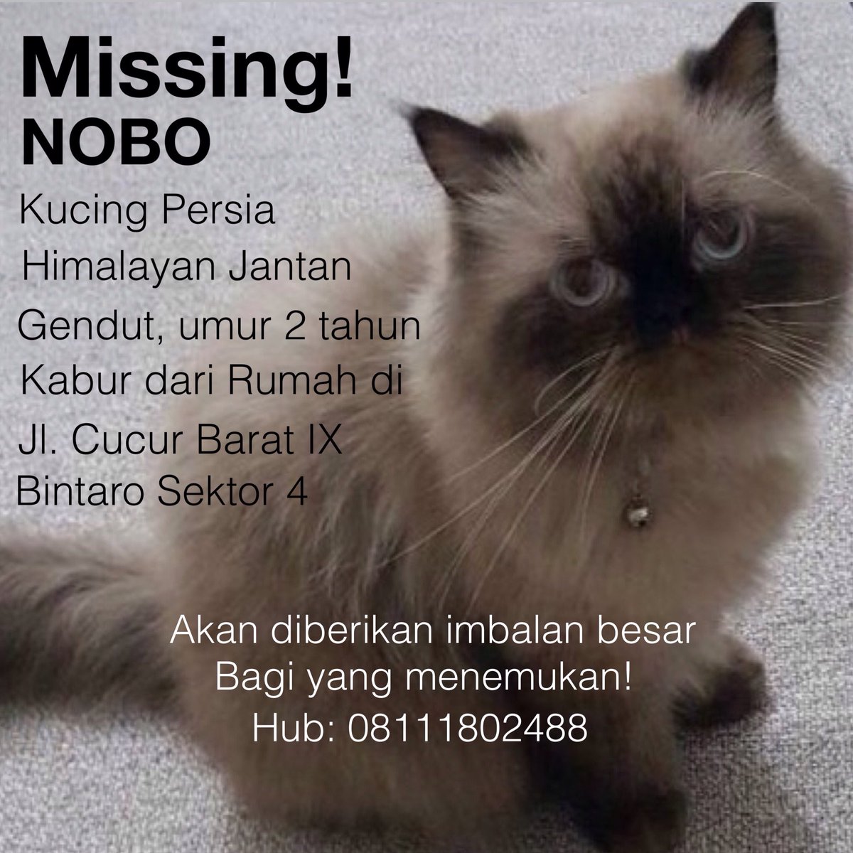 Kucing Himalaya Gendut Kucing Himalaya Gendut