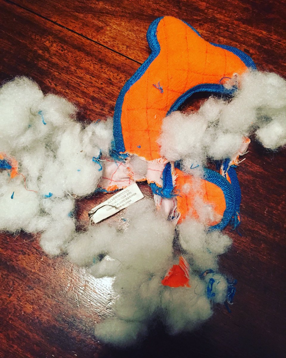 K9Falo's tweet photo. Oh, cool, it's a toy that squeaks!
<3 seconds later>
Not anymore
#malinoisproblems #maligator #k9falo https://t.co/jN5VV2d3OG