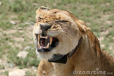 jm_deutsch's tweet photo. @BuzzFeed risky things 2-10 all involve trying to mate with a wild animal on the Serengeti.
#TryItAsshole https://t.co/wDQTpFqKDn