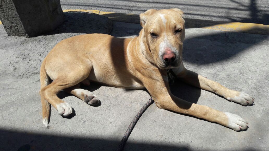 mdrugama's tweet photo. Este cachorrito busca hogar. Es un pitbull de seis meses. Por favor RT. https://t.co/6nrEoijvOw