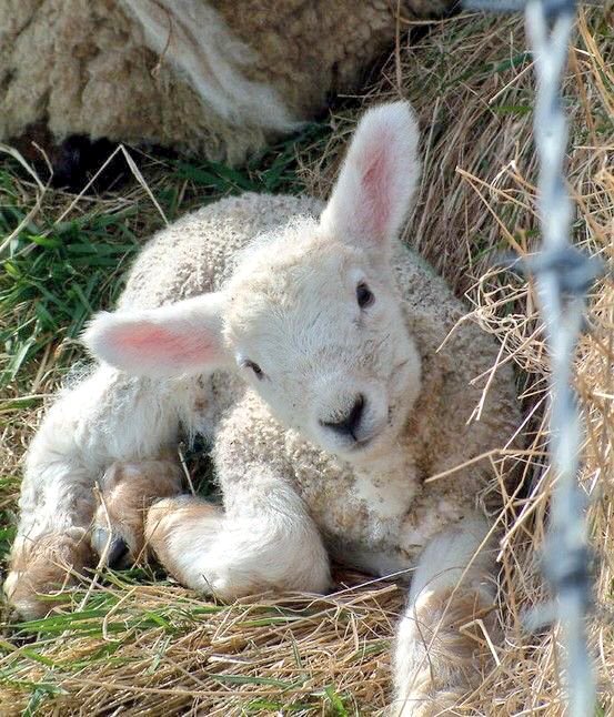 Vegan_David_'s tweet image. There's nothing "humane" about killing a young, innocent, helpless being. #govegan #humaneslaughterisamyth #animals