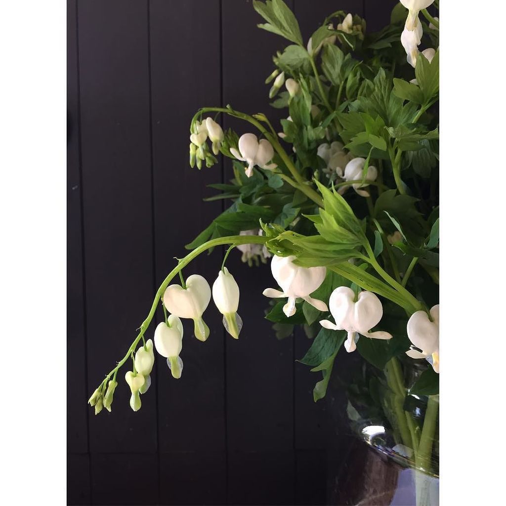 Bloomingayles's tweet image. ... 💔

#dicentraspectabilis #bleedingheart #ontheworkbench #stilllife #fineartflowers #flo… ift.tt/1RROep7