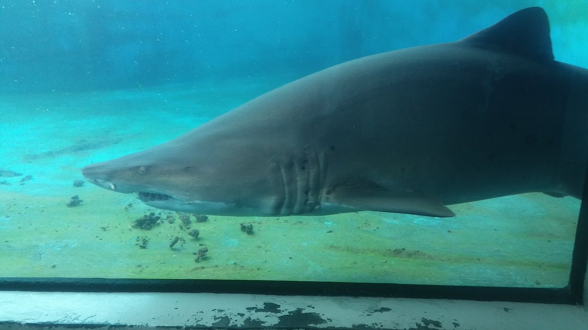 scholarproject's tweet photo. Sharkes #waterhabitats https://t.co/qA6W5Y3yFo