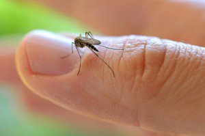 VirusZikaInfo's tweet photo. ¿Hay vacuna contra el Zika? https://t.co/pZ2305vY70 #zika https://t.co/8V1Bbehaur
