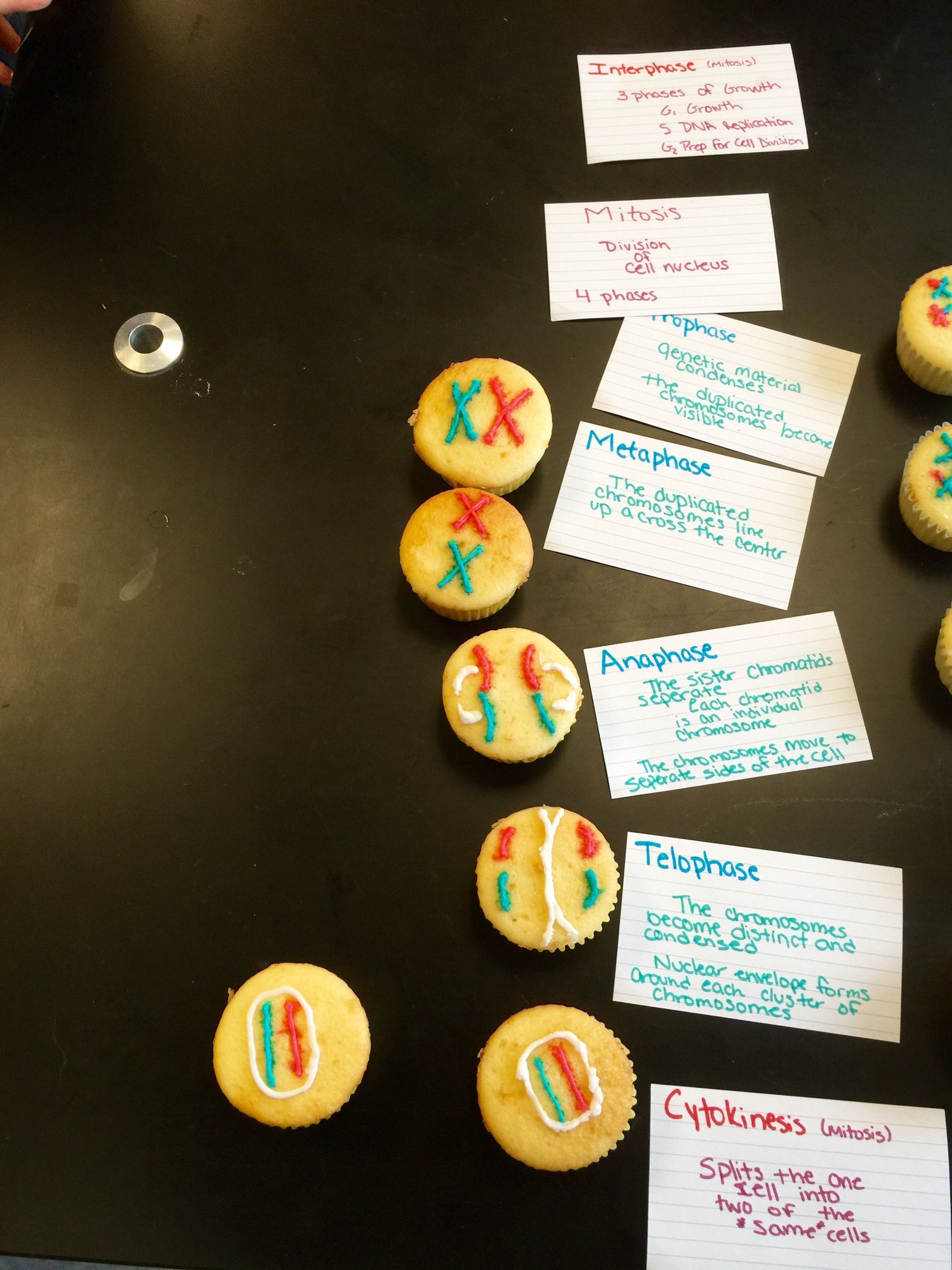 Edible Cell Chromosomes