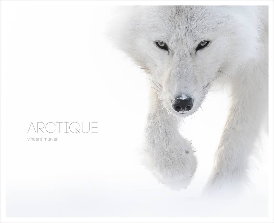 vincentmunier88's tweet image. ARCTIQUE est de retour / available again!
Le livre ici / find the book at:

vincentmunier.com/arctique