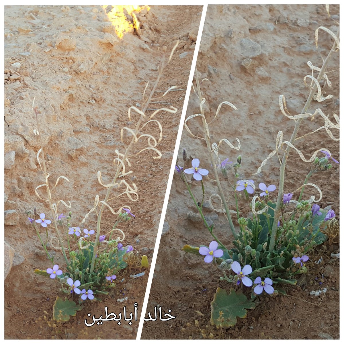 خالد أبابطين tweet media