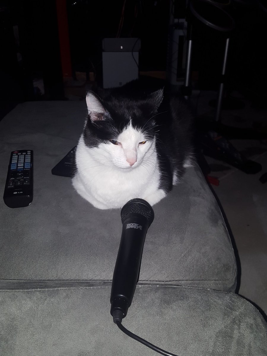 PTownBrave22's tweet image. @RockBand Gizmo is ready for #MeowMode