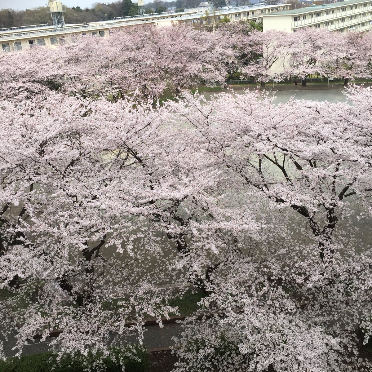 BunSmd's tweet photo. 桜はんぱねぇぜ
#桜 #ヒュルリーラ https://t.co/NbXGbLTe6R