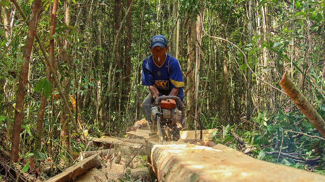 globalforests's tweet photo. Logging in Tanjng Puting Park, Indonesia. Track #forest change in real time with #GLADalerts https://t.co/JFnWVMaNG8 https://t.co/uQuigWQCgk
