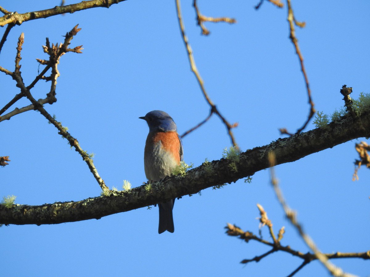 garryoakeco's tweet photo. Not #aprilfools the bluebirds are back! 1 of first island-hatched bluebirds from 2012 (not this pic) seen yesterday https://t.co/2GASJmuGLg