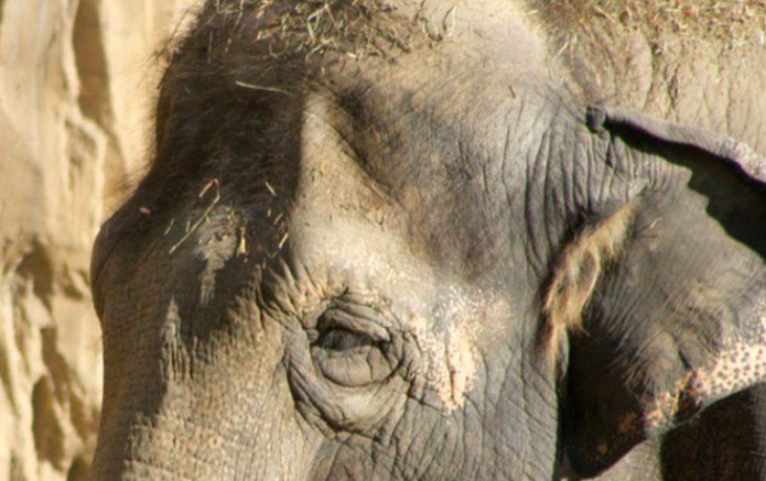 OneGreenPlanet's tweet photo. Help Free Lucky the Elephant Who's Lived in Captivity 53 Years @ALDF https://t.co/PczyLH3NLR https://t.co/x8rt1dF5am
