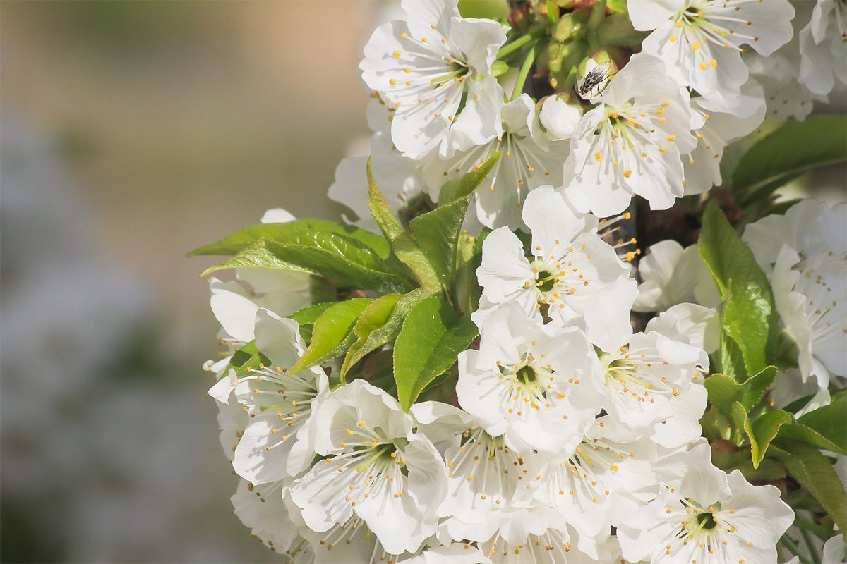 En el Valle del Jerte y disfrutando el cerezo en flor, cogiendo fuerzas para la temporada de bodas!! Esto es un lujo