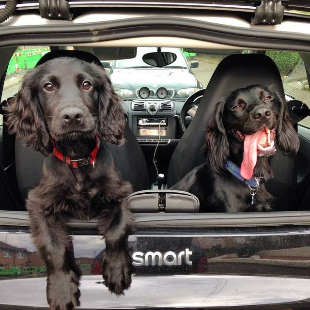 Todosmart1's tweet photo. ¿Nos vamos de fin de semana?
En muchas localidades de Valencia el lunes es festivo, pero en todo smart abrimos https://t.co/nLAwV3h5Py