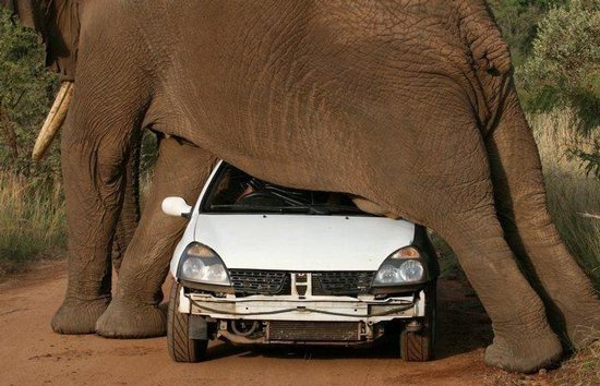 KolelasG's tweet photo. The #Congo Police Finally Arrested The Biggest Car Thief in History!
#OnlyInAfrica #BeProudOfAfrica #Congovote https://t.co/YGVKS11agN