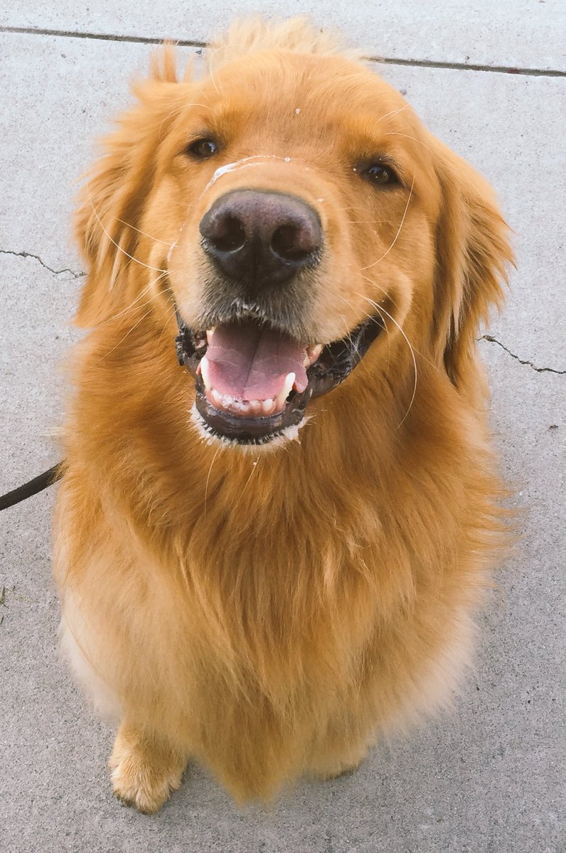 PeacefulPetsSac's tweet photo. May your Friday be Golden.
30m power walk with Morley.
#Sacramento #petcare #petsitter #dogs #pets #dogwalker #love https://t.co/0GtWhrAw8s