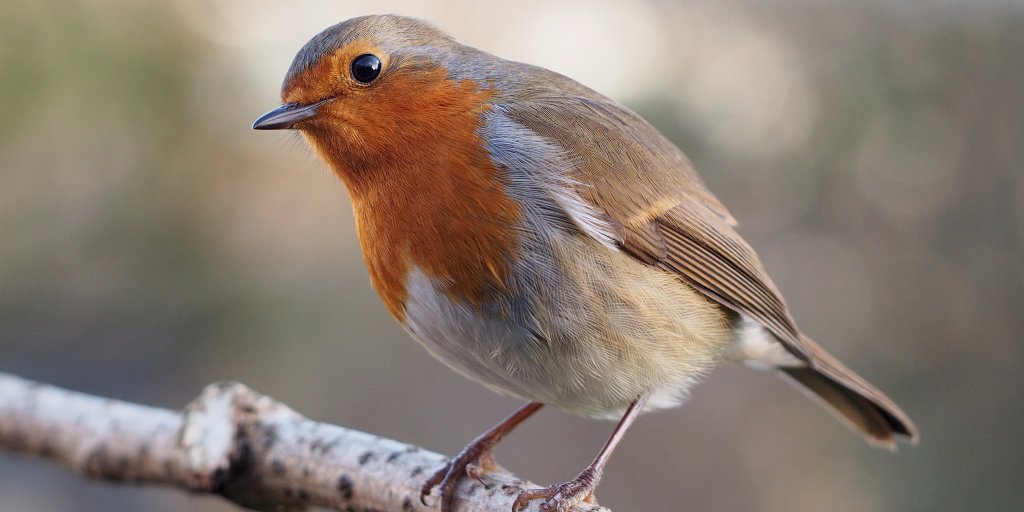 BusinessInsider's tweet photo. Reddit's 'Robin' is a brilliant social experiment that pits millions against each other https://t.co/iz9tXukmrE https://t.co/ZCqB8bucCQ