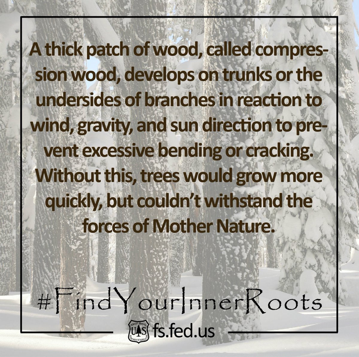 yourpswforests's tweet photo. The first of our daily tree facts, leading all the way to Arbor Day, April 29! #FindYourInnerRoots #TreeFacts #USFS https://t.co/GczCvTN3fH