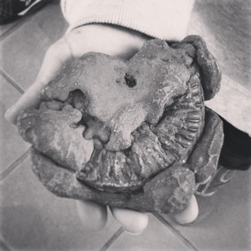 LymeRegisMuseum's tweet photo. In true #maryanning style, Amy found this by herself! #amysammonite #fossilfriday #lymeregis #lymemuseum #ammonite https://t.co/WstYf8fJj3