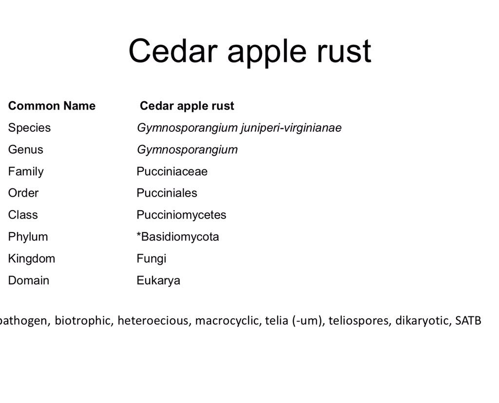 OrgOfTheDay's tweet image. #cedarapplerust