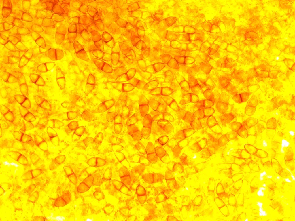 OrgOfTheDay's tweet image. #cedarapplerust