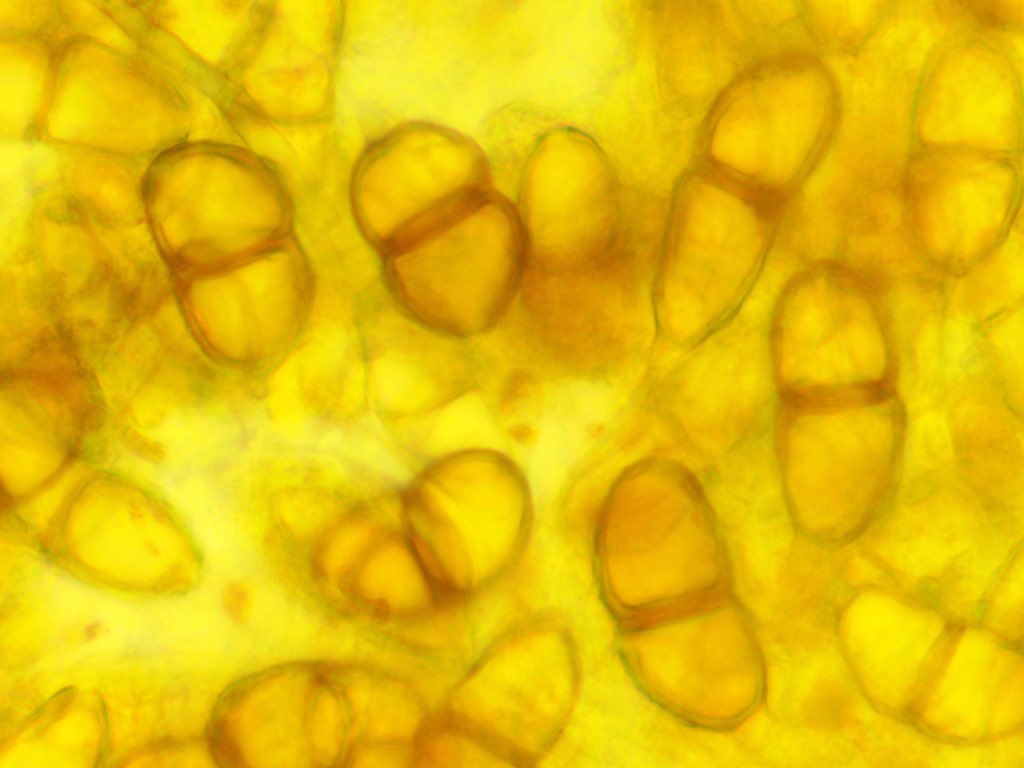 OrgOfTheDay's tweet image. #cedarapplerust