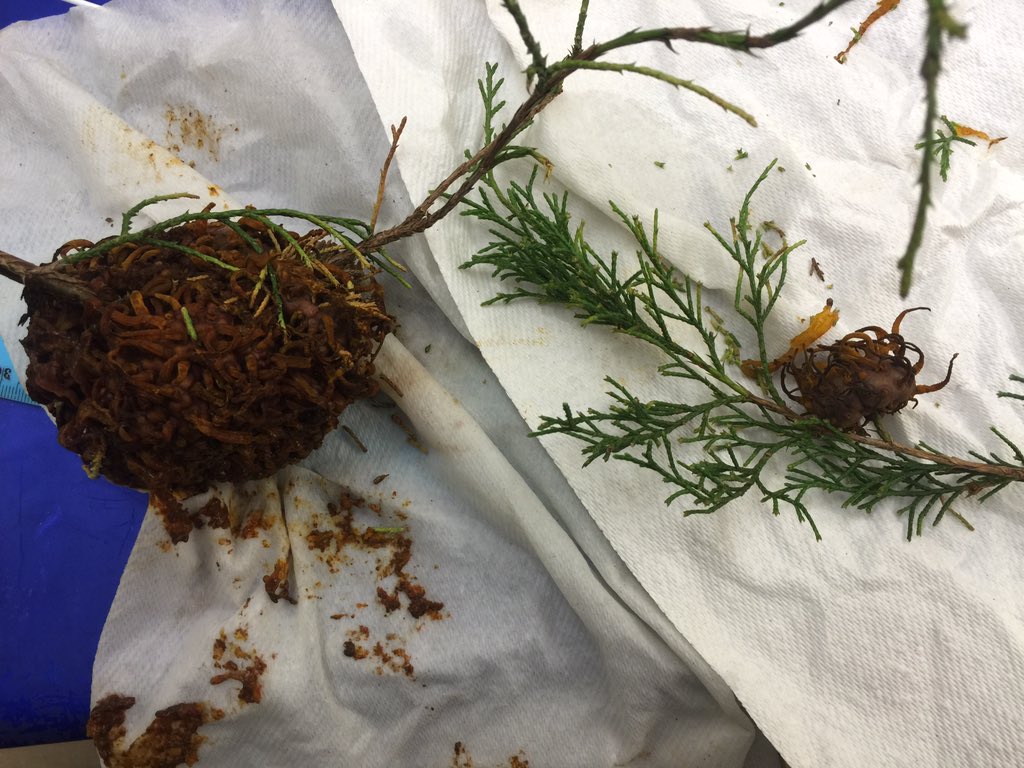 OrgOfTheDay's tweet image. #cedarapplerust