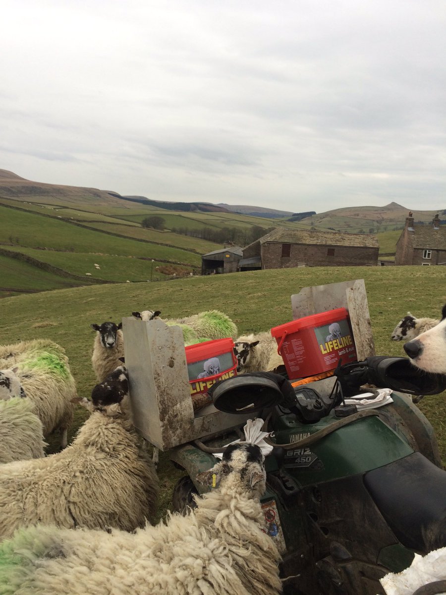 samsheepbolton's tweet photo. #feedoutfriday #gettingalick @Rumenco_ltd https://t.co/s6AThMM5vD