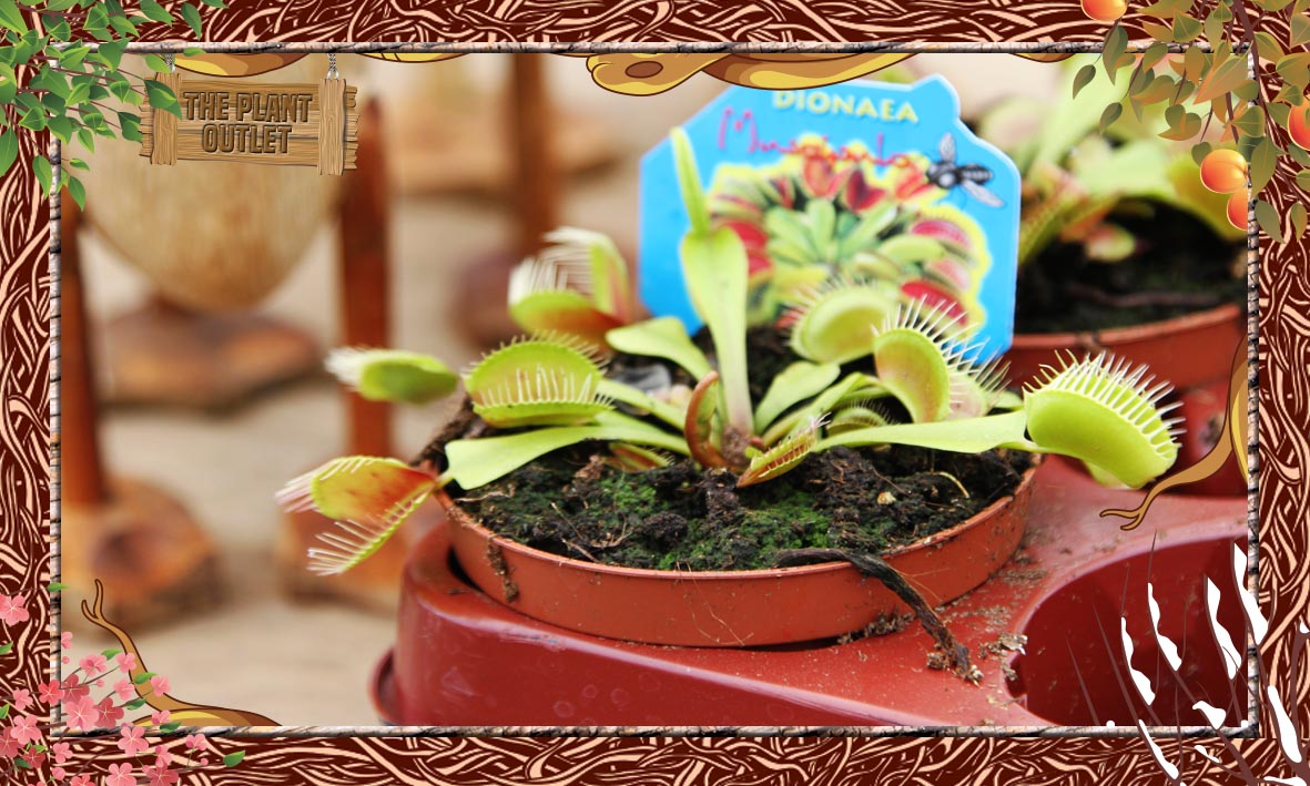 ThePlantOutlets's tweet photo. We're chomping at the bit to show you our latest arrivals. #Wickford #VenusFlyTrap #Plants #Flowers #GreenFingers https://t.co/VyMaAaPBPn