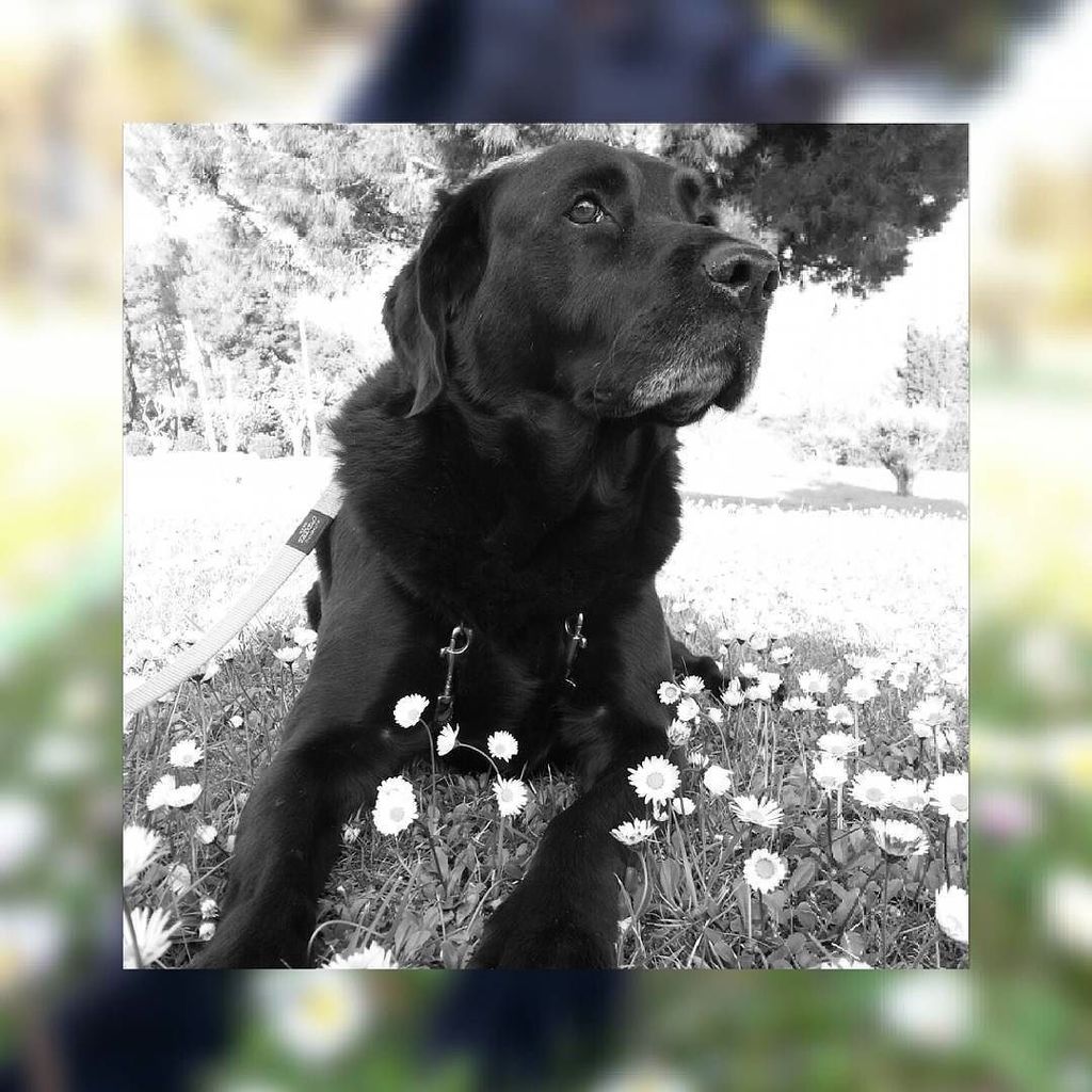 unamentinquieta's tweet photo. Esperant que el jefe plegui de treballar ❤❤❤ [No hay mejor terapia] 
#blaklab #labrador #r… https://t.co/BSug2fjXmc https://t.co/SmbvrDPhw5