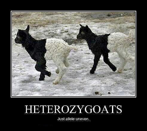 morganbaumert's tweet photo. @UNKBIOL106DrC Just a little Genetics humor :) #CarlsonWeek11 https://t.co/mgy95UBQ9N