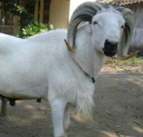 #modalFINAL tour GBK. Di jual domba Garut. Lokasi Dago Bandung. Alasan di jual buat berangkat keGBK <a href="/netmediatama/">Netmedia</a>