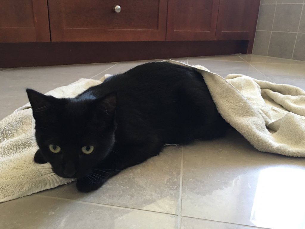 SockerFaceFarms's tweet photo. RT if your 🐱 kitty insists on playing with anything that ends up on floor #AllOverIt #FishBreathGang https://t.co/tmhHNLf2wY