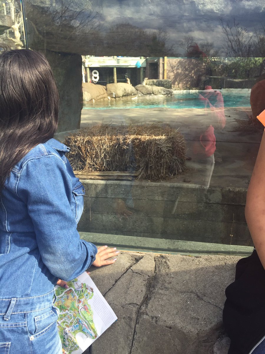 scholarproject's tweet photo. #Sealion #zooforall 13 hrs https://t.co/oyz6ML3IzG