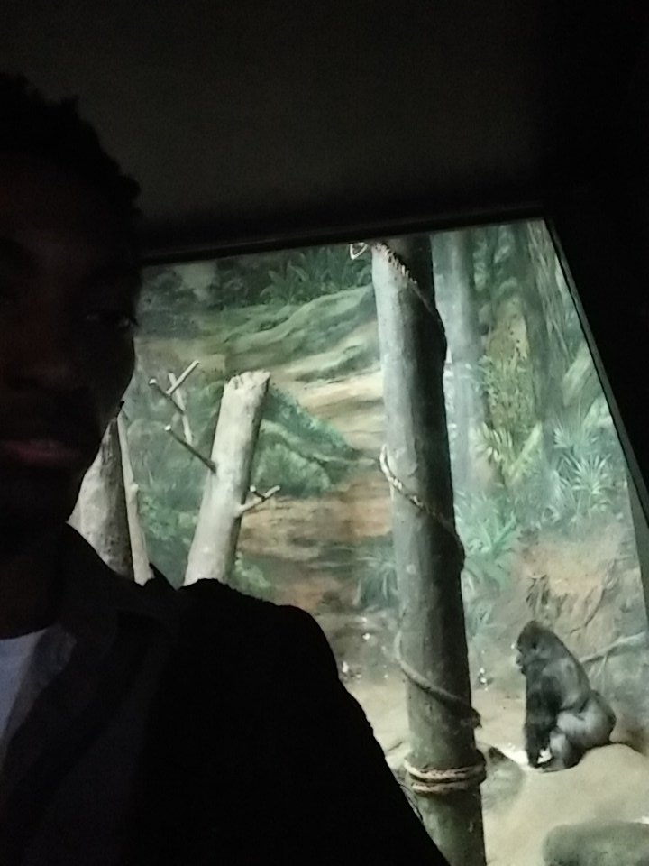 scholarproject's tweet photo. Gorilla #carnivores #zooforall https://t.co/0GFPoI2k15