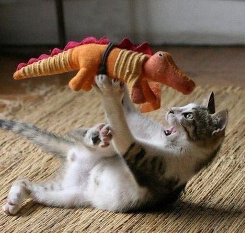 dailycatdosage's tweet photo. https://t.co/4iNKqKa72Y