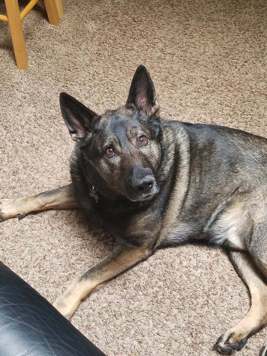 fakeDekeyser65's tweet photo. #DailyDiesel fat boy https://t.co/bqfOzdJCjg