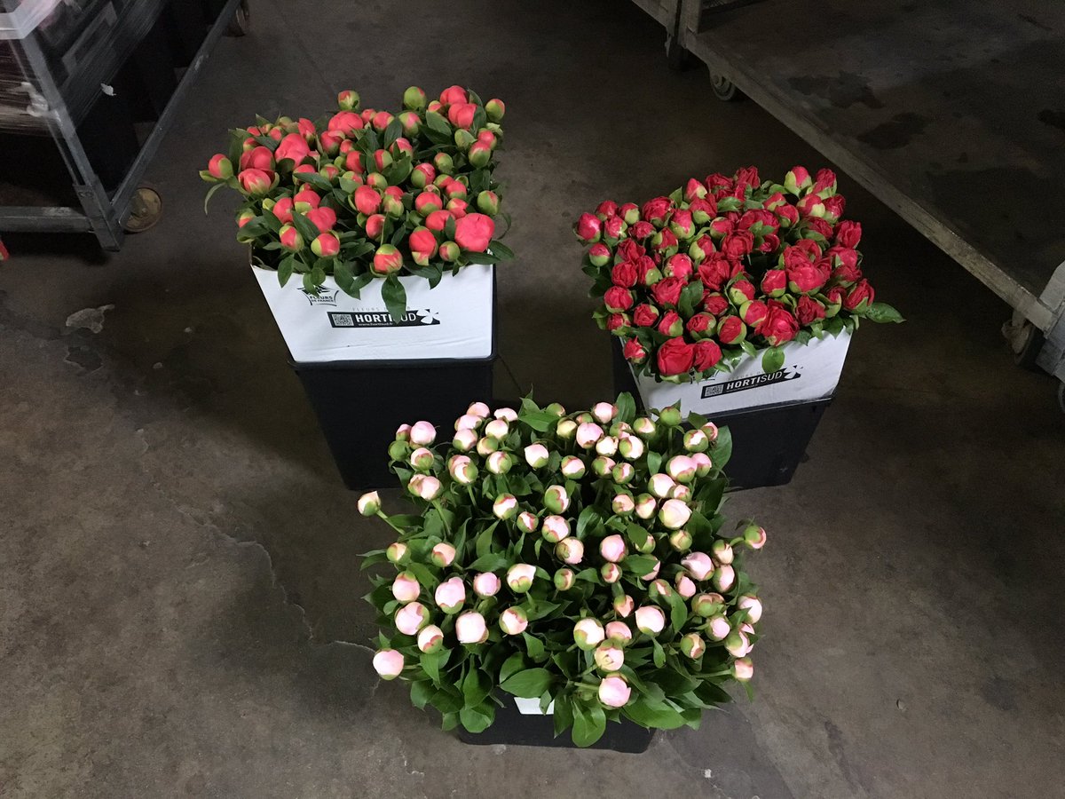 MakeEverydayB's tweet photo. Some of the peonies coming from France - pelcher, pink Hawaii and Paula Fay - full range available soon #peonies https://t.co/ydrhxjvkL2