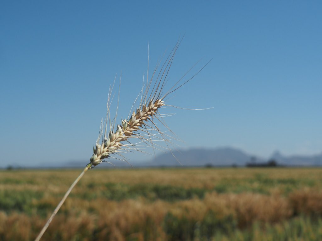 LizzKirkby's tweet photo. In Mexico at @CIMMYT #wheat breeding &amp; Dr Norman Borlaug Centre. #genetic #breeding  #Nuffield16 https://t.co/F339ybFiNQ