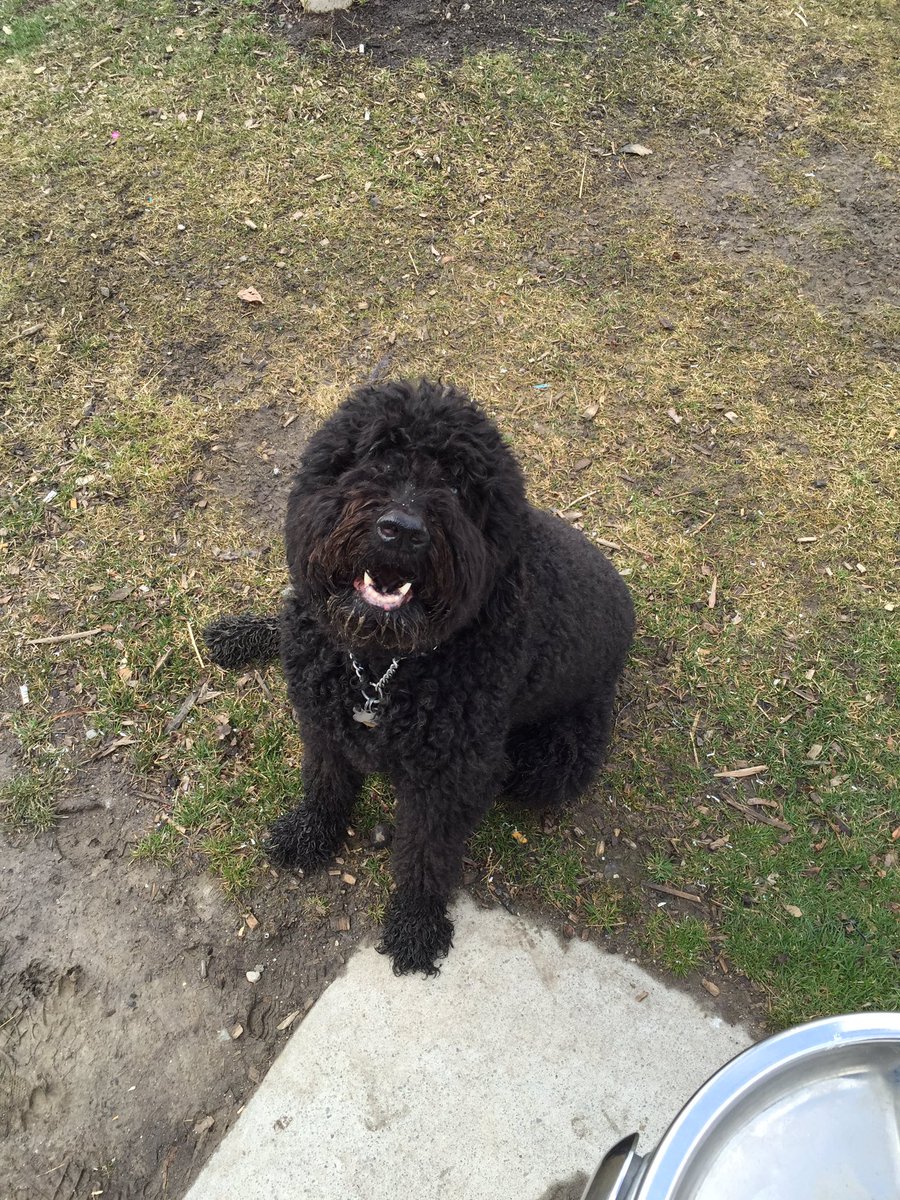 Yurkenbaum's tweet image. #Blackdogsmatter